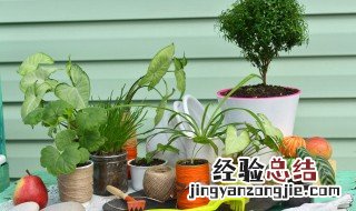 家里养虎尾兰花好不好 家里养虎尾兰不吉利真的吗