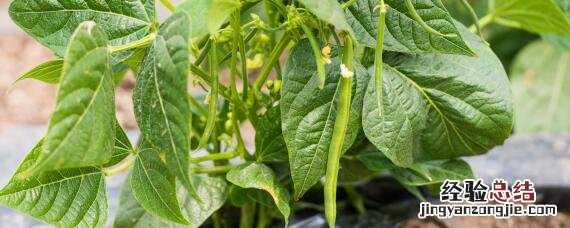 豆角结荚期施什么肥 豆角苗期施什么肥料好