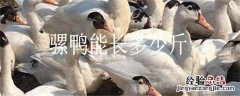 骡鸭多少钱一斤 骡鸭能长多少斤