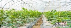 种植黄瓜需要打头吗 种植黄瓜要不要掐头