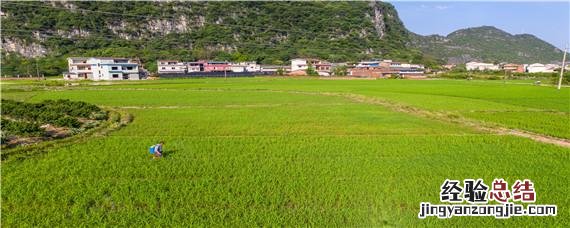 喷完除草剂下雨怎么办 喷完除草剂多久下雨没事