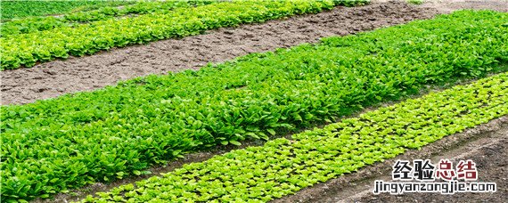 喷施宝叶面肥的功效产品不合格名单 喷施宝叶面肥的功效