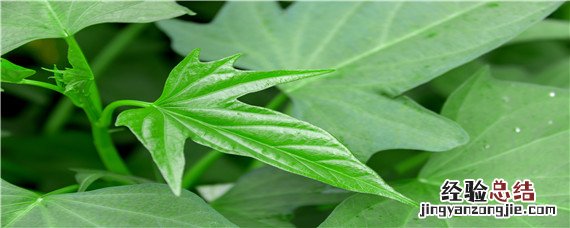 稀效唑在红薯控旺中的用量是多少 红薯控旺多效唑用量