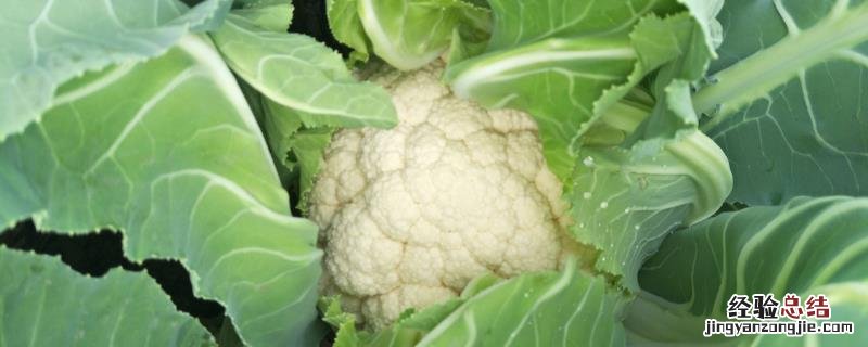 6月上旬种什么农作物 6月初适合种植的农作物