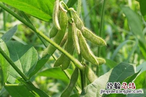 6月上旬种什么农作物 6月初适合种植的农作物