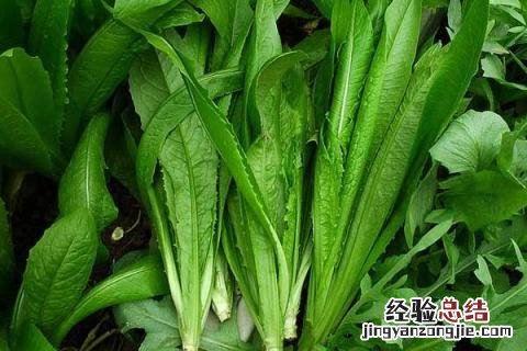 6月上旬种什么农作物 6月初适合种植的农作物