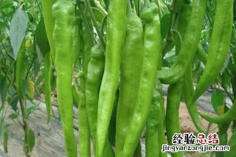 6月上旬种什么农作物 6月初适合种植的农作物