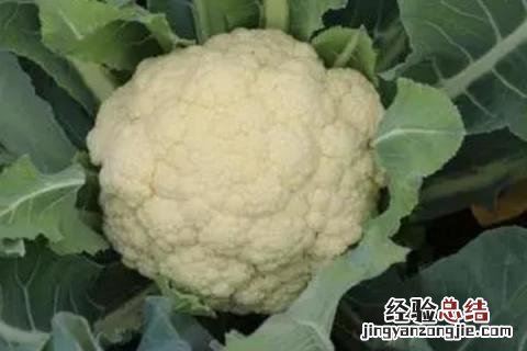 6月上旬种什么农作物 6月初适合种植的农作物