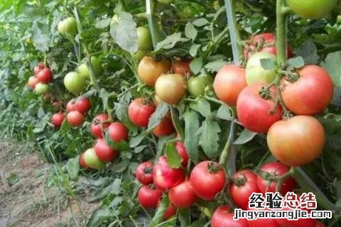农历四月种什么农作物 农历四月份种什么