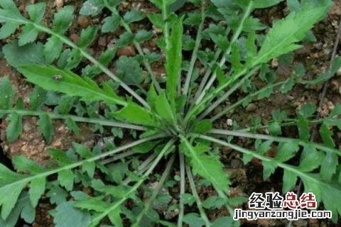 农历四月种什么农作物 农历四月份种什么