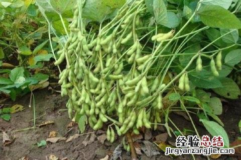 农历四月种什么农作物 农历四月份种什么