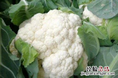 农历四月种什么农作物 农历四月份种什么