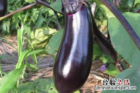 农历四月种什么农作物 农历四月份种什么