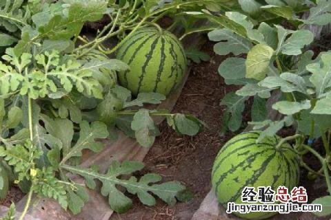 七月露地种植什么农作物 七月露地种植什么水果