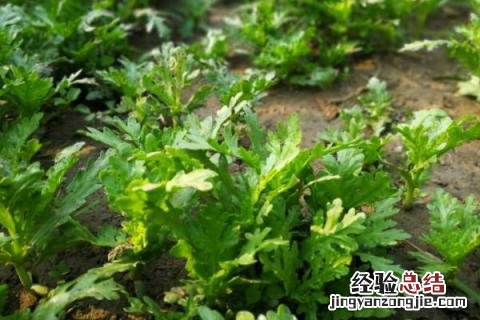 七月露地种植什么农作物 七月露地种植什么水果