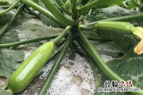 七月露地种植什么农作物 七月露地种植什么水果
