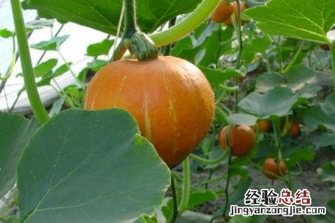 七月露地种植什么农作物 七月露地种植什么水果