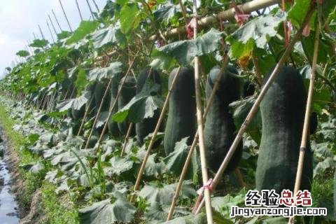 七月露地种植什么农作物 七月露地种植什么水果