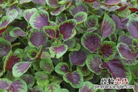 七月露地种植什么农作物 七月露地种植什么水果
