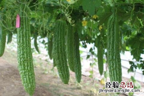 7-8月适合种什么蔬菜 7,8月份适合种植什么蔬菜?