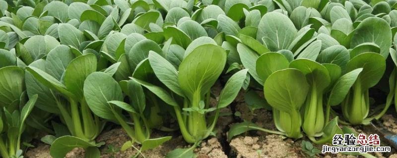 7-8月适合种什么蔬菜 7,8月份适合种植什么蔬菜?