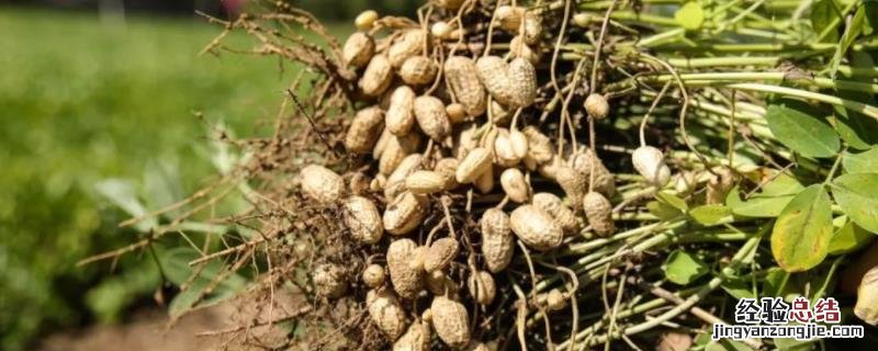 三月种花生几月成熟，种花生用什么肥料高产