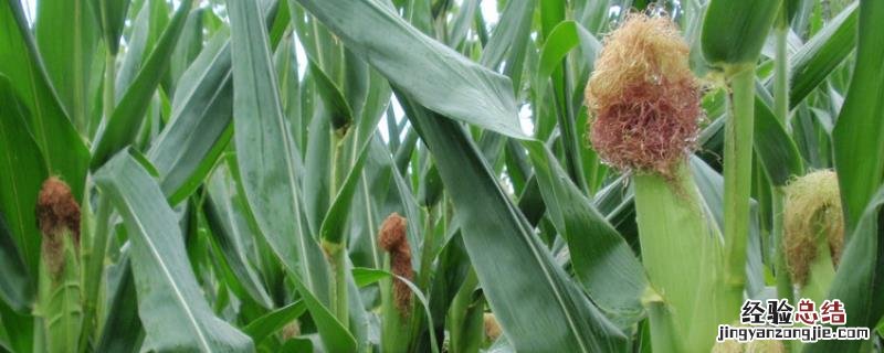 玉米拔节期是几叶,拔节期施什么肥料 玉米拔节期是几叶，拔节期施什么肥