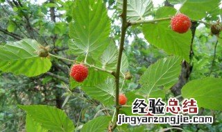 野生三月莓什么时候成熟 野三月莓图片