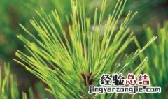 世界一共有多少种树 树如何分类
