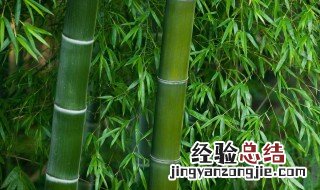 竹子如何防腐处理 怎么保护竹制品