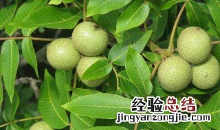 果树的品种 你知道有多少吗
