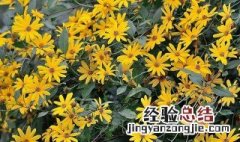 洋姜花有什么功效与作用及禁忌 洋姜花有什么功效与作用