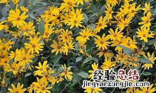 洋姜花有什么功效与作用及禁忌 洋姜花有什么功效与作用
