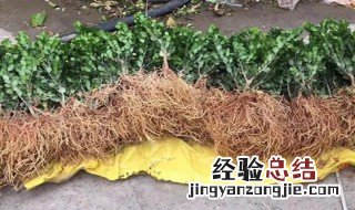 如何让树苗快速生根 如何让新移栽的苗木尽快生根发芽?