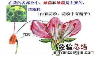 被子植物花的结构中最主要的部分是 在被子植物花的结构中最重要的结构是什么和什么