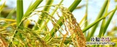 水稻第二次施肥什么时候 水稻二次追肥时期