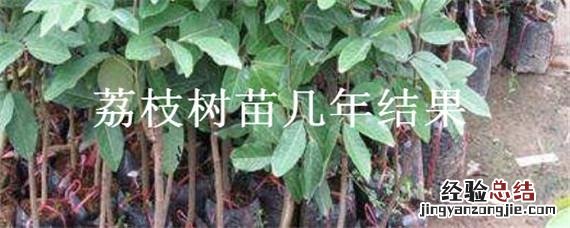 荔枝树苗几年结果 荔枝树苗几年能结果
