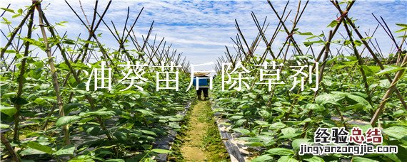 油葵苗后除草剂 油葵苗后阔叶除草剂
