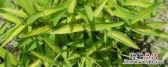 菲黄种植技术 菲莱黄怎么种