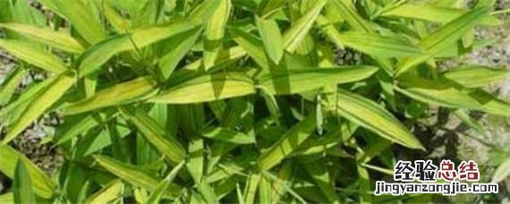 菲黄种植技术 菲莱黄怎么种