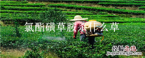 氯酯磺草胺 氯酯磺草胺杀什么草