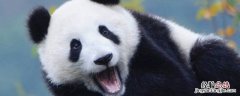 大熊猫爱吃的竹子是什么 大熊猫爱吃的竹子是什么品种