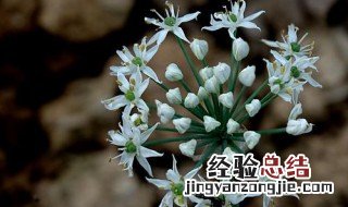 韮菜花怎样腌制不变色 韮菜花怎样腌制不变色蓝