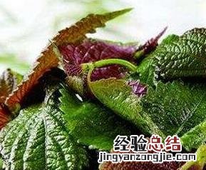 紫苏梗功效与作用及禁忌的功效与作用 紫苏梗加姜的功效与作用