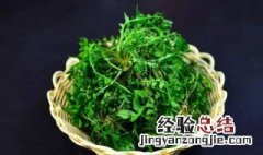 孩子吃荠菜的好处 吃荠菜的好处