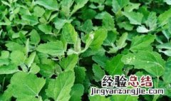 春季吃野菜的八点注意事项是什么 吃野菜的八点注意事项介绍
