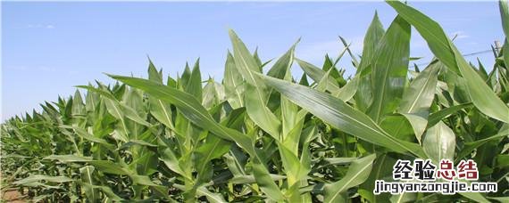 玉米出苗多久才能施第一次肥 玉米第一次追肥应该是在什么时候