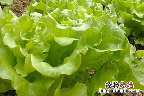 八月中旬种植什么蔬菜 8月初种植什么蔬菜
