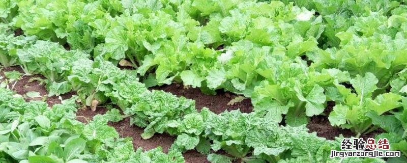 八月中旬种植什么蔬菜 8月初种植什么蔬菜