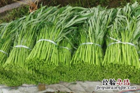 八月中旬种植什么蔬菜 8月初种植什么蔬菜